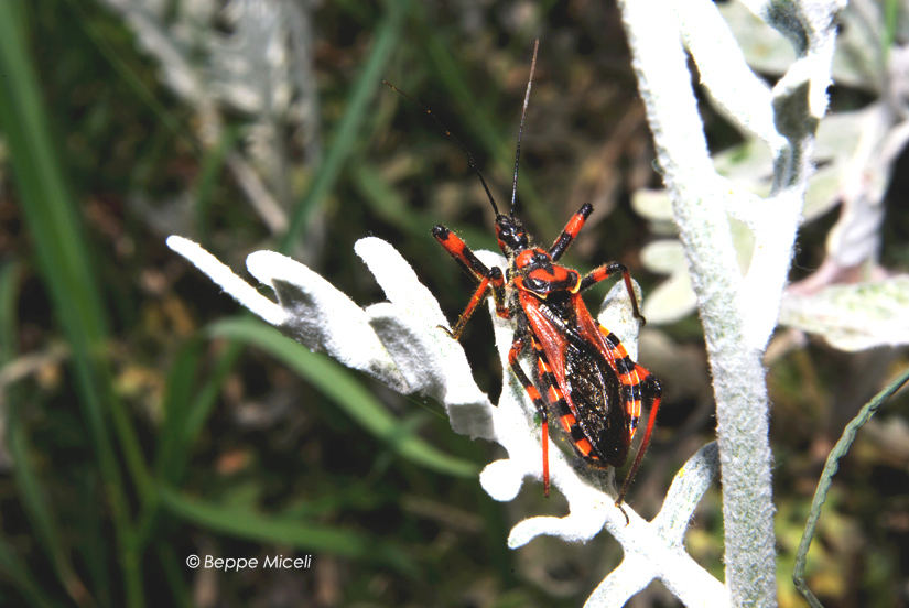 Rhynocoris sp.